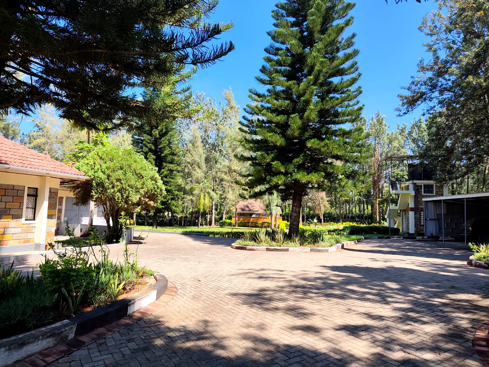 Paved courtyard under tall pine trees